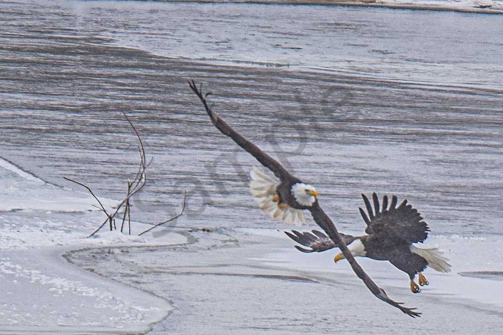 Eagles 18.Jpg Photography Art | Photos By Regan