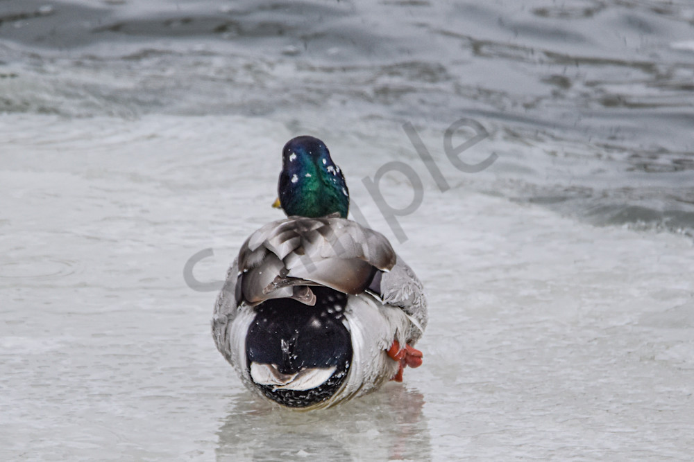 Eagles 14 2.Jpg Photography Art | Photos By Regan