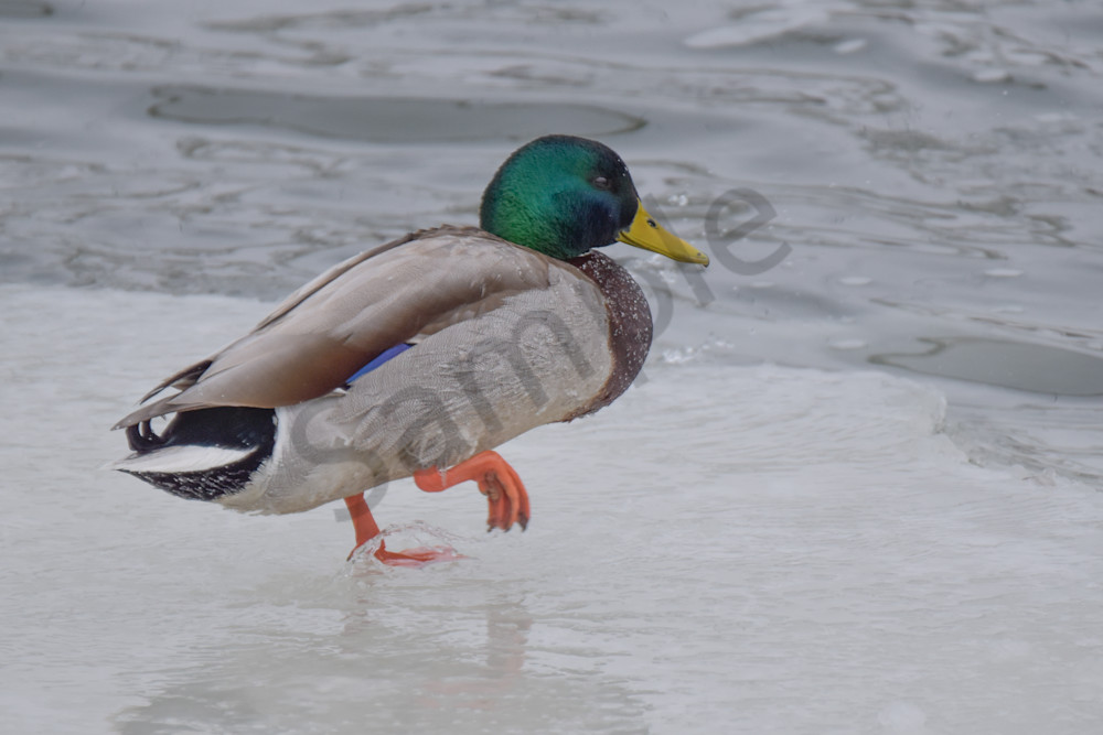 Eagles 10 2.Jpg Photography Art | Photos By Regan