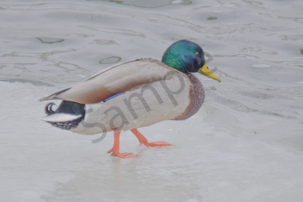 Eagles 8 2.Jpg Photography Art | Photos By Regan