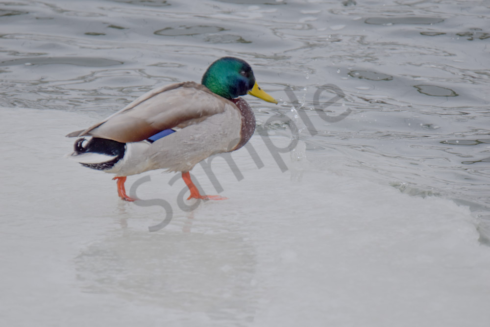 Eagles 9 2.Jpg Photography Art | Photos By Regan