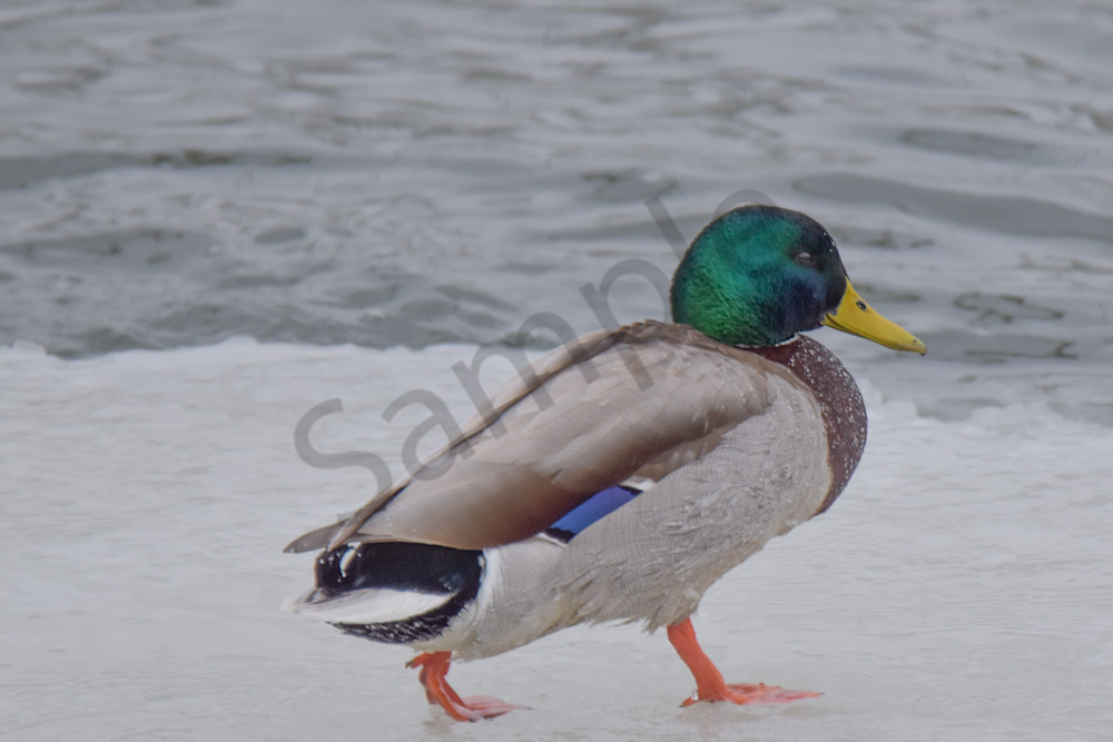 Eagles 11 2.Jpg Photography Art | Photos By Regan