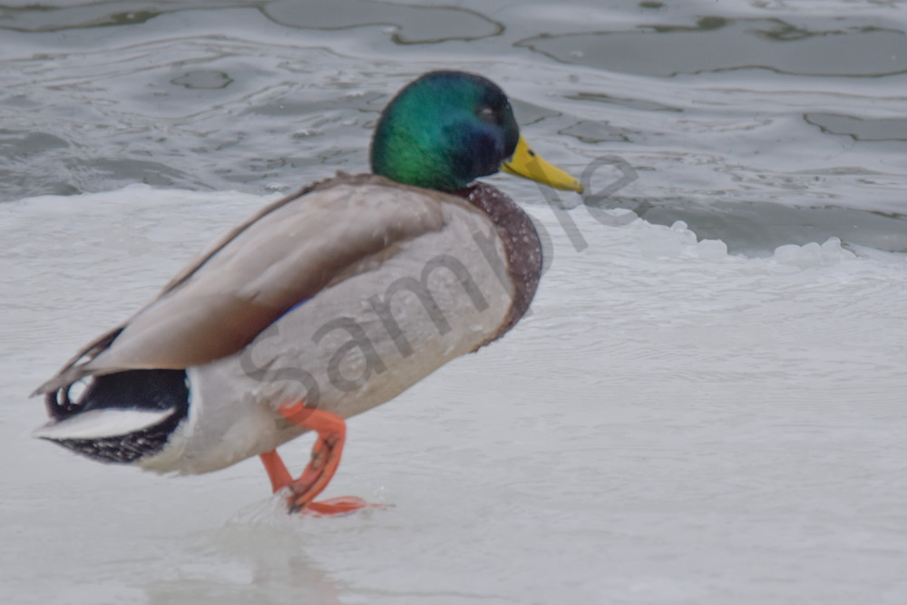 Eagles 12 2.Jpg Photography Art | Photos By Regan