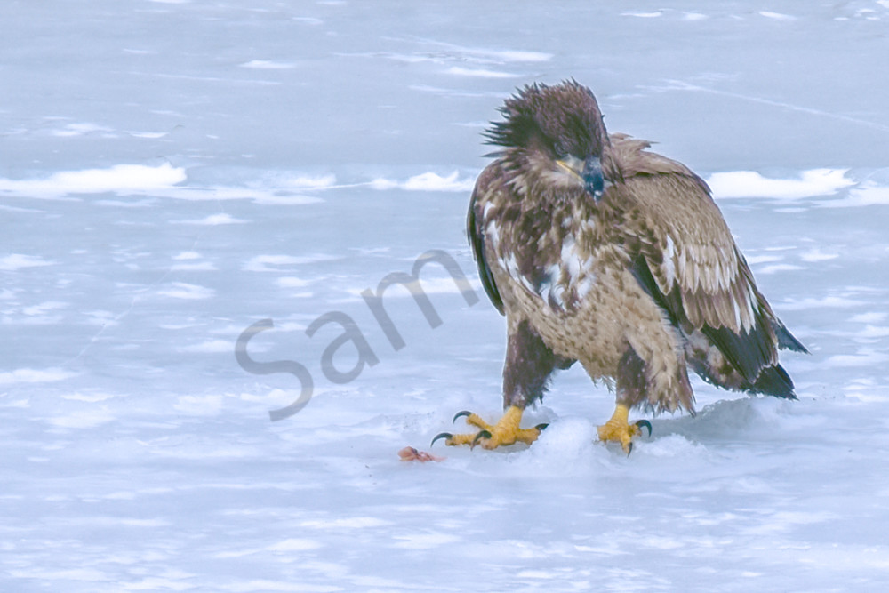 Eagles 69.Jpg Photography Art | Photos By Regan