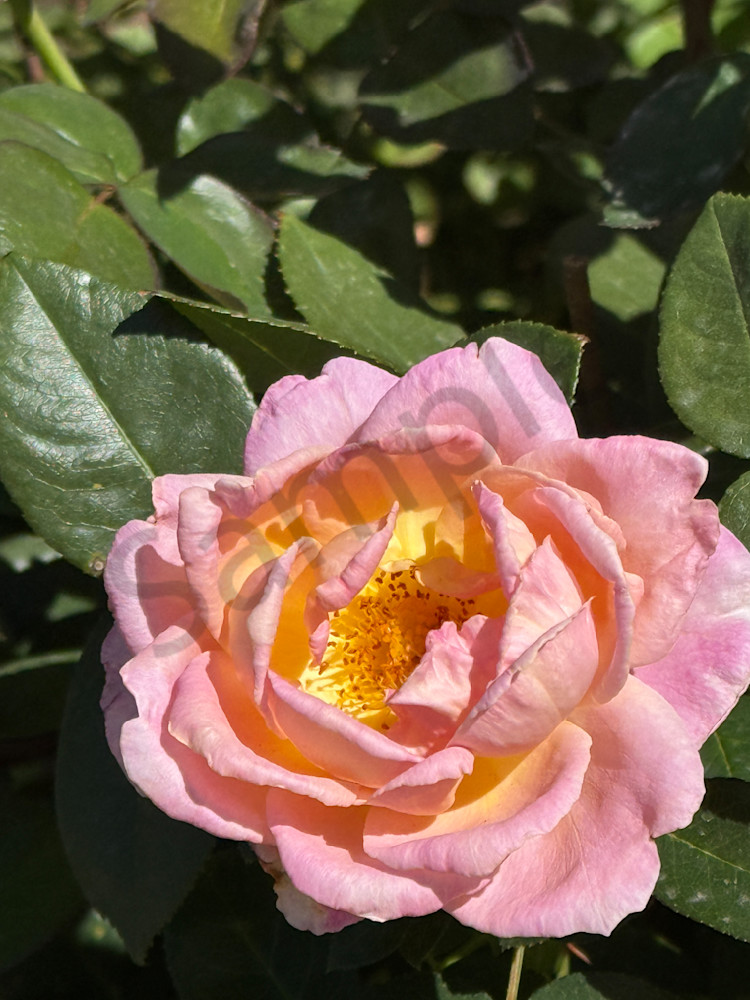 Img 6195.Jpeg Art | MANN uP Art