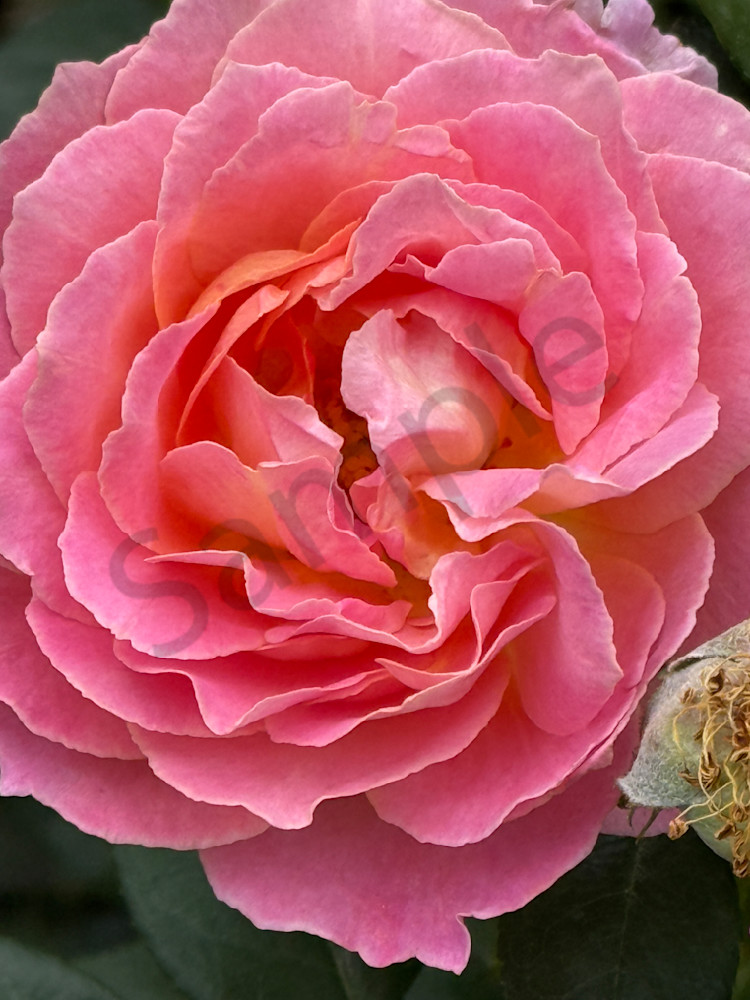 Img 6052.Jpeg Art | MANN uP Art