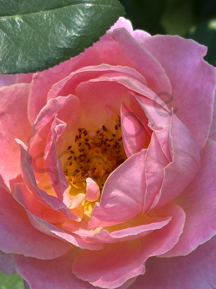 Img 5696.Jpeg Art | MANN uP Art