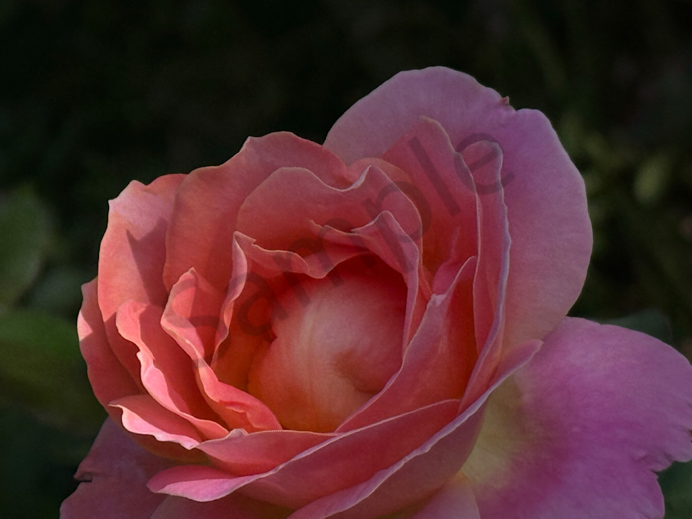 Img 6414.Jpeg Art | MANN uP Art