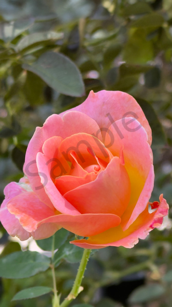 Img 6569.Jpeg Art | MANN uP Art