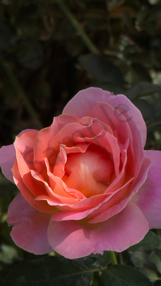 Img 6416.Jpeg Art | MANN uP Art