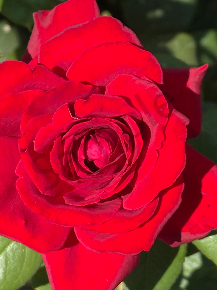 Img 5694.Jpeg Art | MANN uP Art