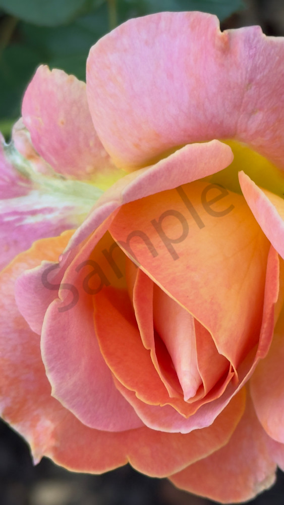 Img 6570.Jpeg Art | MANN uP Art