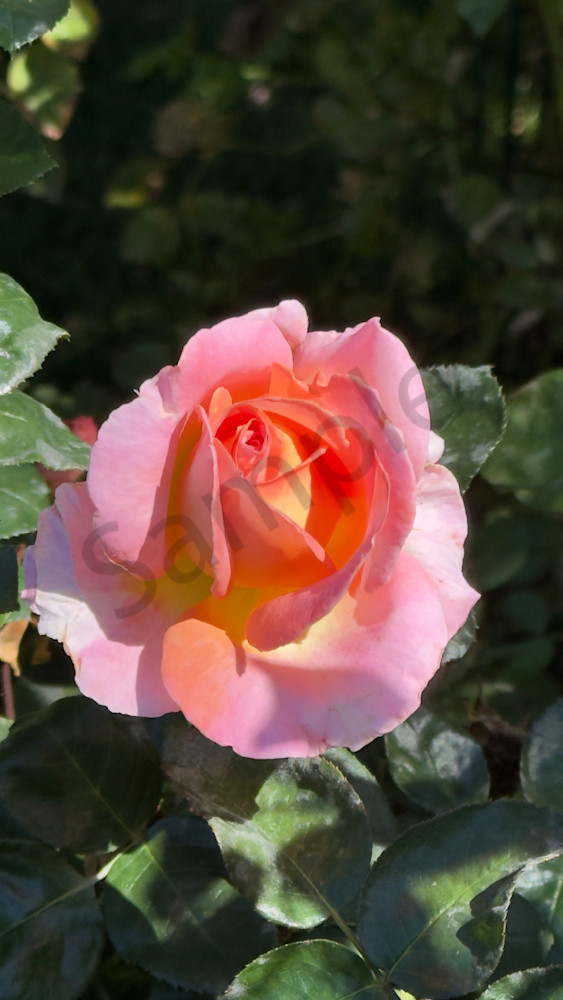 Img 6599.Jpeg Art | MANN uP Art