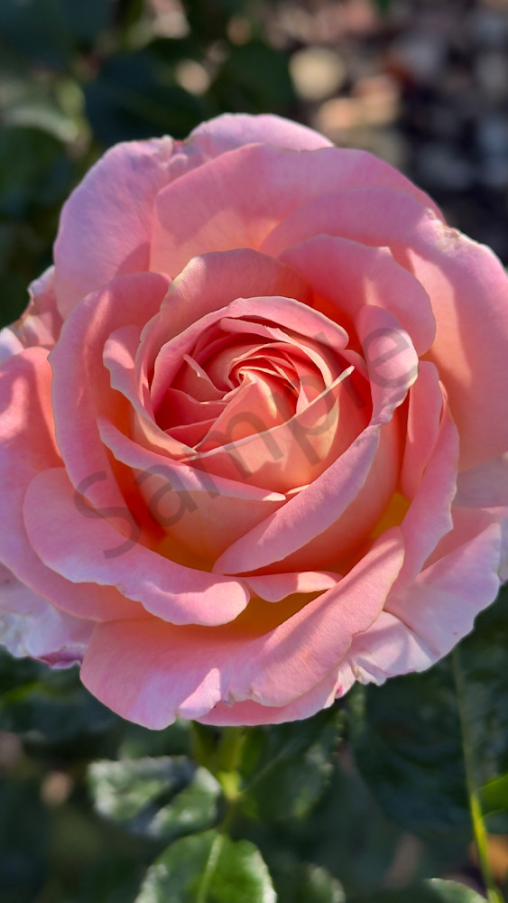 Img 6606.Jpeg Art | MANN uP Art