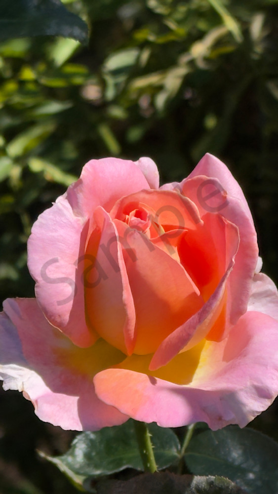 Img 6597.Jpeg Art | MANN uP Art