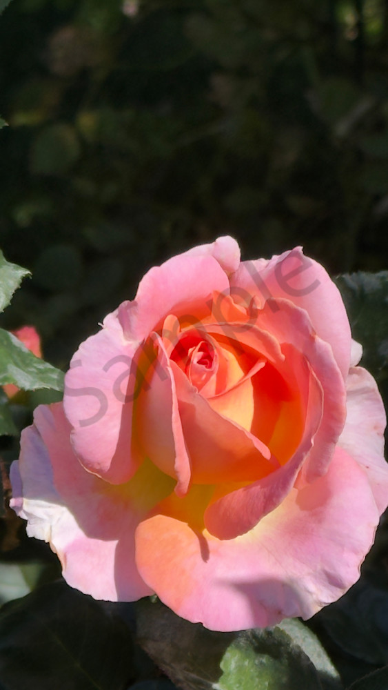 Img 6595.Jpeg Art | MANN uP Art