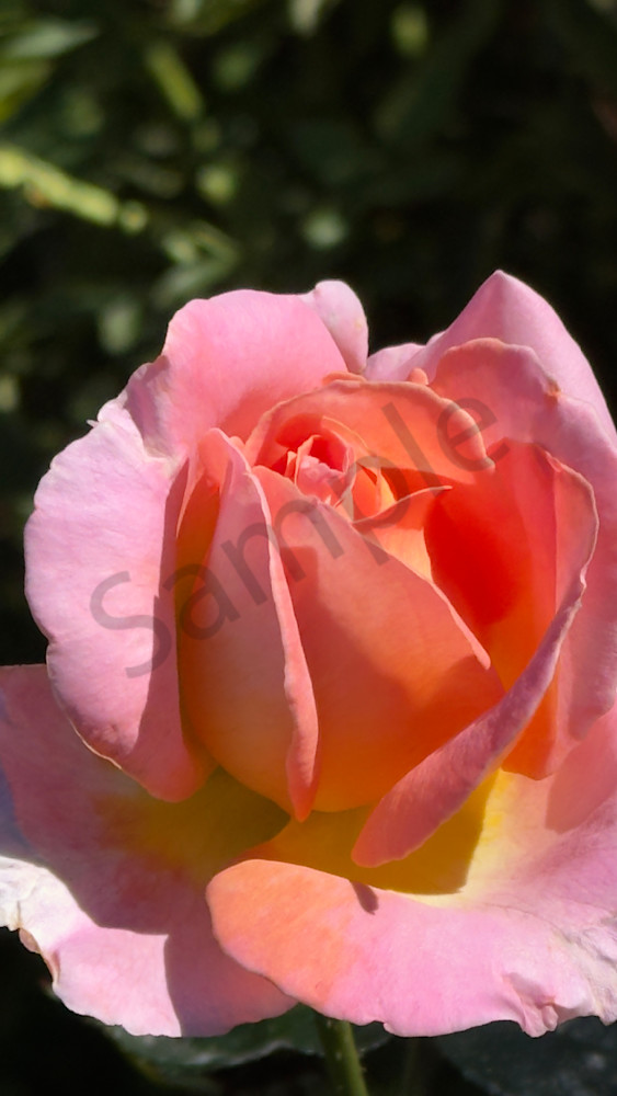 Img 6596.Jpeg Art | MANN uP Art