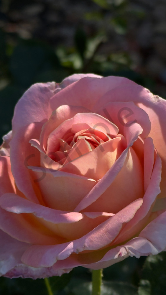 Img 6608.Jpeg Art | MANN uP Art