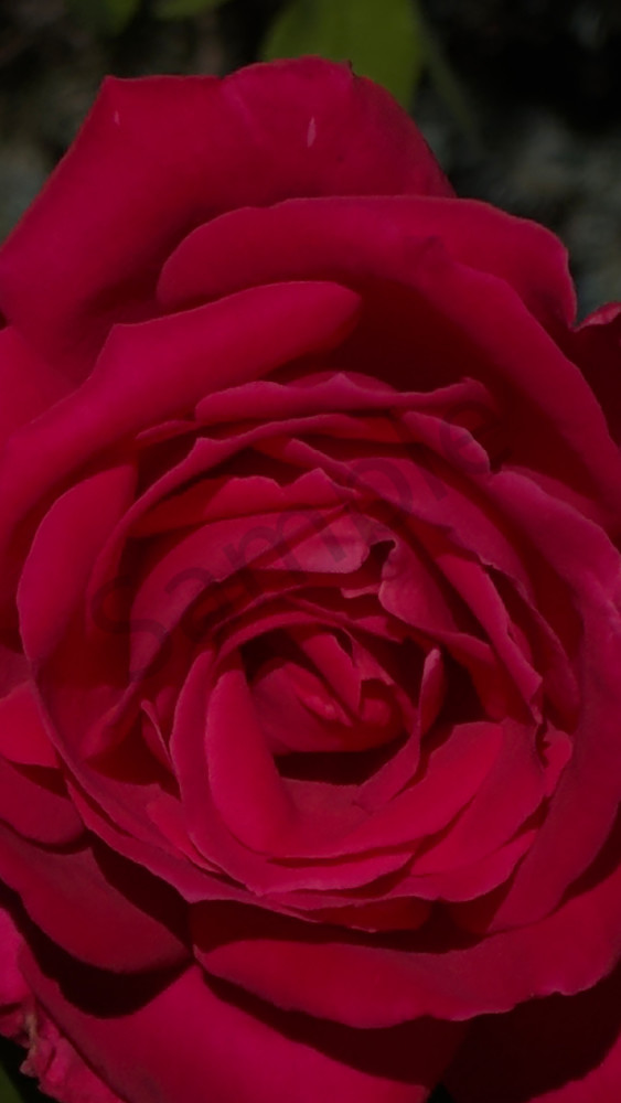 Img 6631.Jpeg Art | MANN uP Art