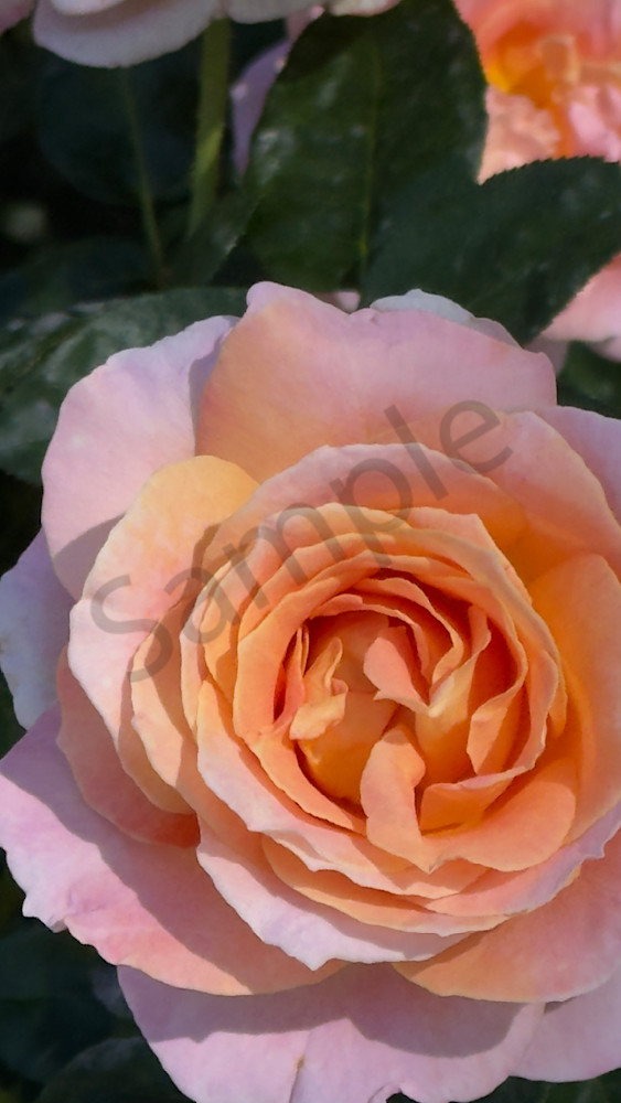 Img 6664.Jpeg Art | MANN uP Art