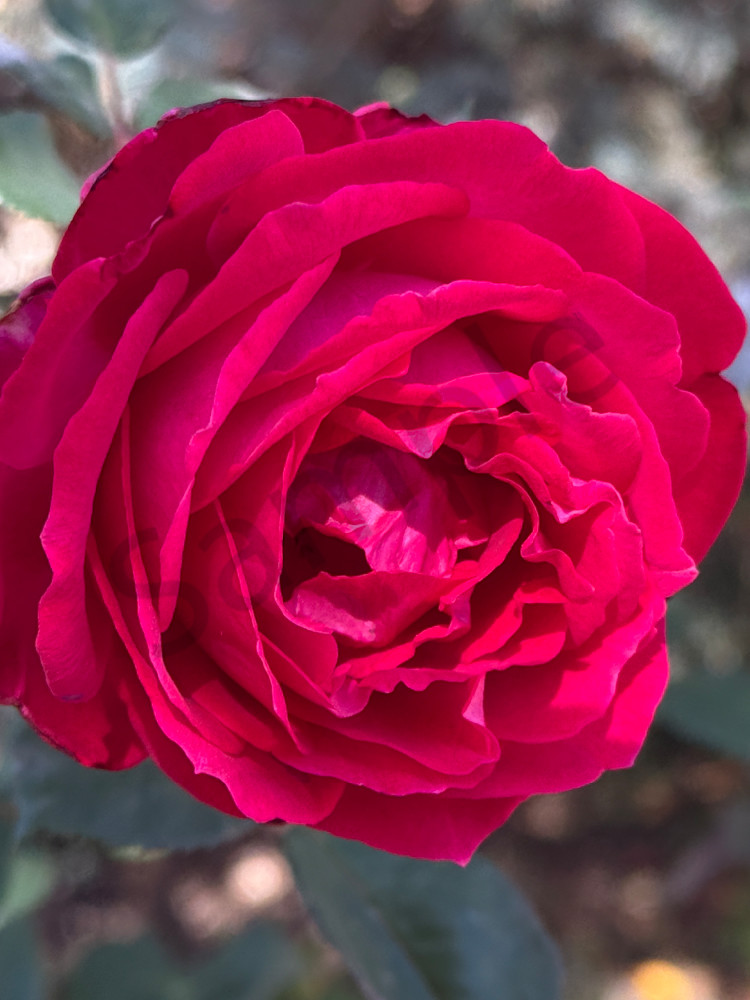 Img 6699.Jpeg Art | MANN uP Art