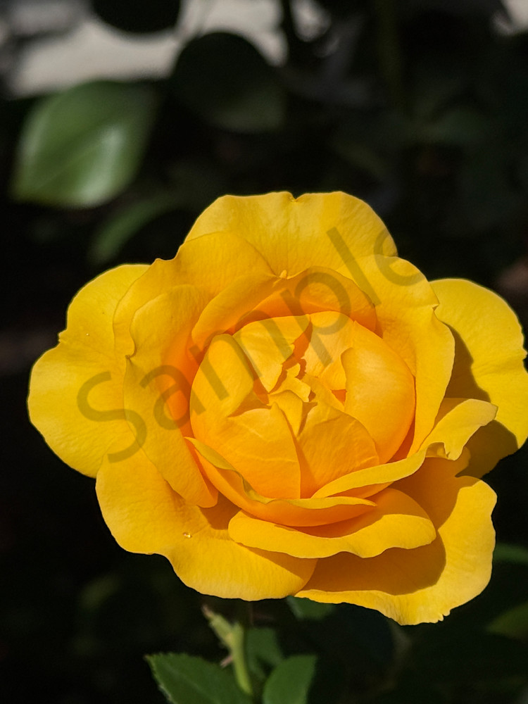 Img 6702.Jpeg Art | MANN uP Art