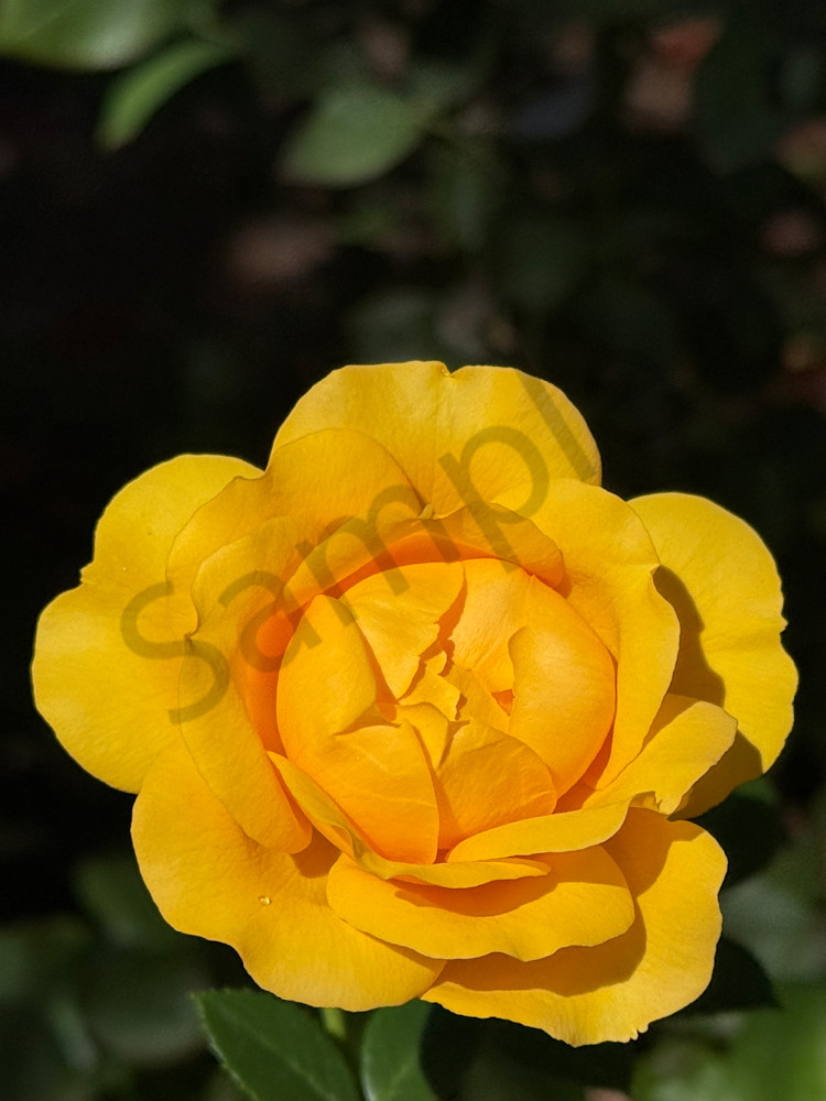 Img 6700.Jpeg Art | MANN uP Art