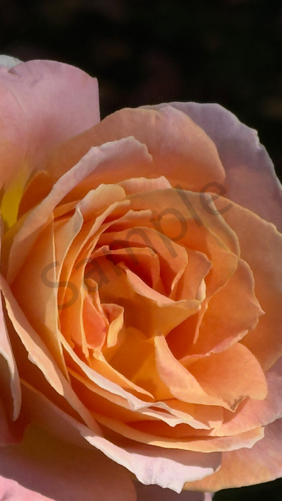 Img 6669.Jpeg Art | MANN uP Art