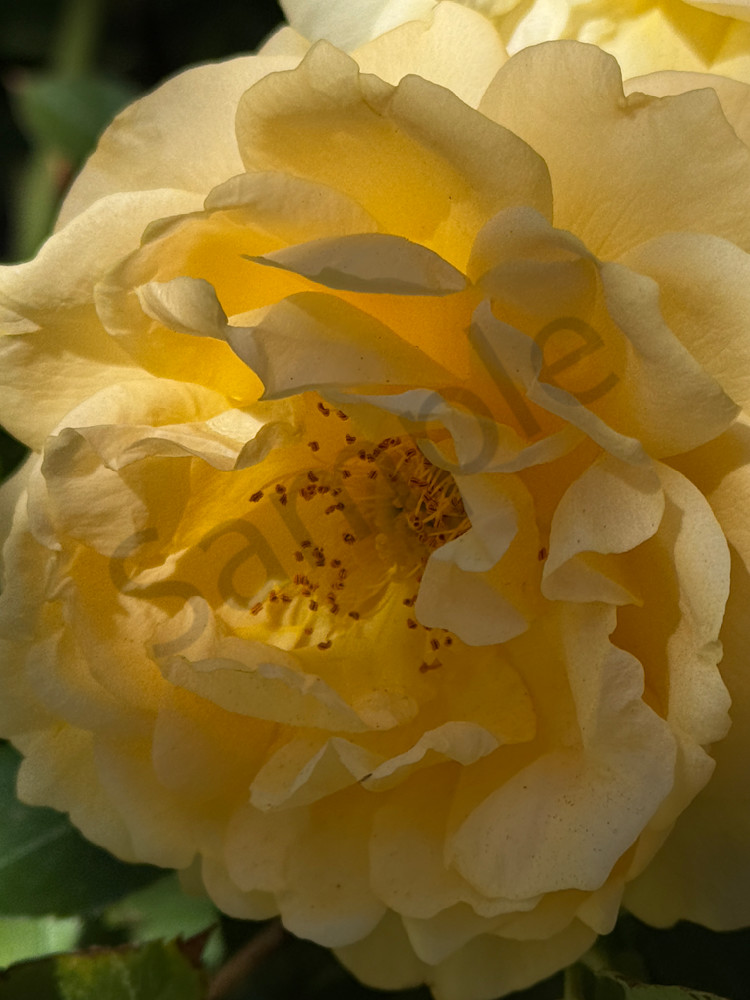 Img 6703.Jpeg Art | MANN uP Art