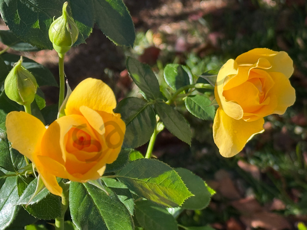 Img 6768.Jpeg Art | MANN uP Art