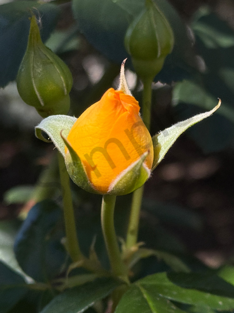 Img 6718.Jpeg Art | MANN uP Art