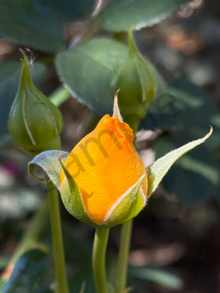 Img 6719.Jpeg Art | MANN uP Art