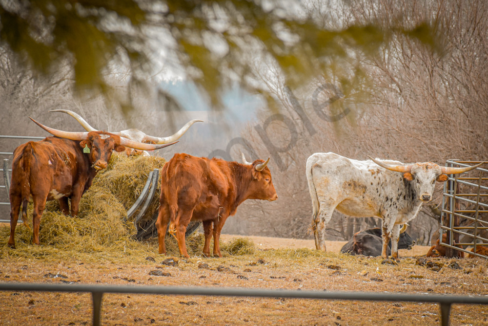 Farmhouses 3.Jpg Photography Art | Photos By Regan