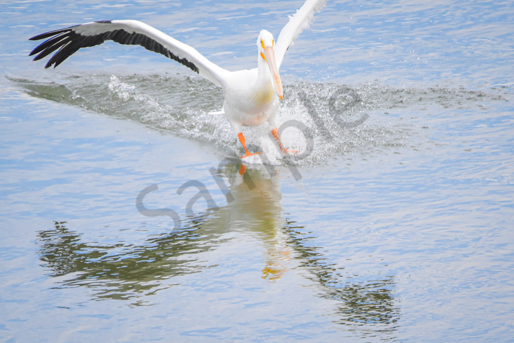 Pelicans 14.Jpg Photography Art | Photos By Regan