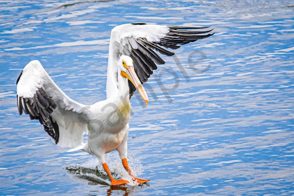 Pelicans 16.Jpg Photography Art | Photos By Regan