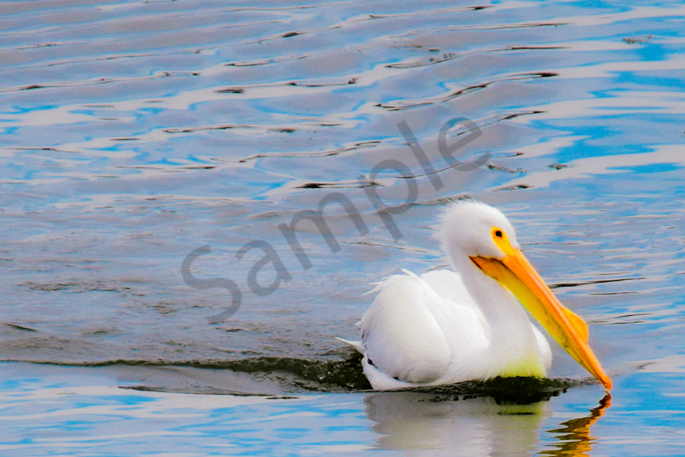 Pelicans 12.Jpg Photography Art | Photos By Regan