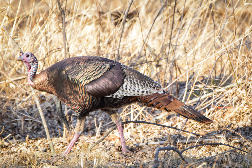 Farmhouses 56.Jpg Photography Art | Photos By Regan