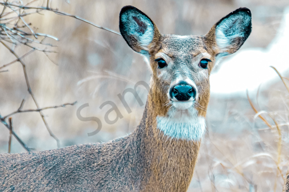 Deer 2 2.Jpg Photography Art | Photos By Regan