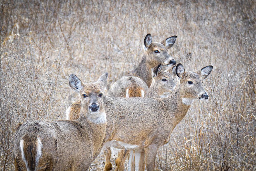 Deer 1.Jpg Photography Art | Photos By Regan