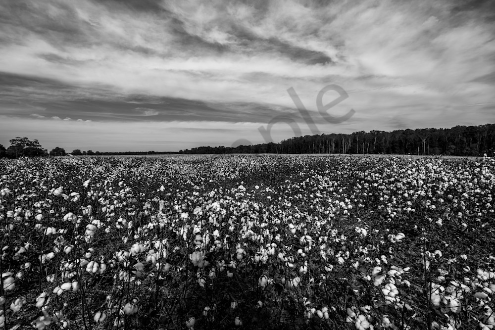 Whispers of Cotton: Athens AL Black & White Art Print | Bamaprice.com