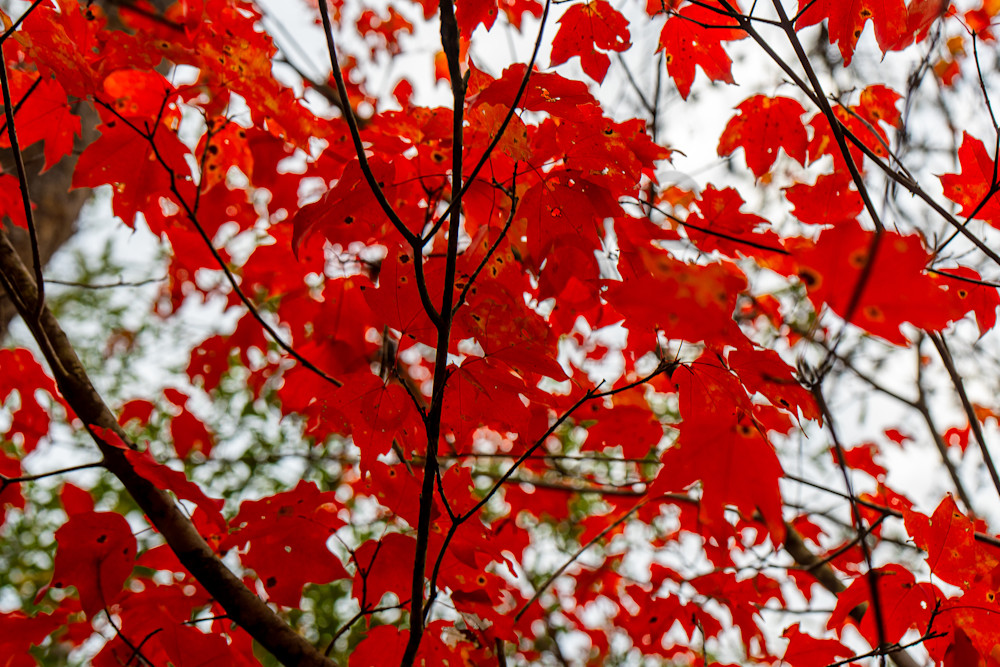 Crimson Canopy at Lake Nicol - Tuscaloosa Autumn Art Print | Bamaprice.com