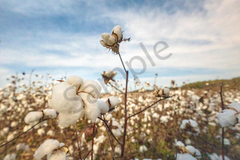 Cotton in Bloom: Athens AL Harvest Close-up Print | Bamaprice.com