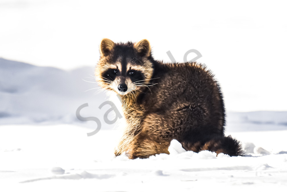 Country Roads 17.Jpg Photography Art | Photos By Regan