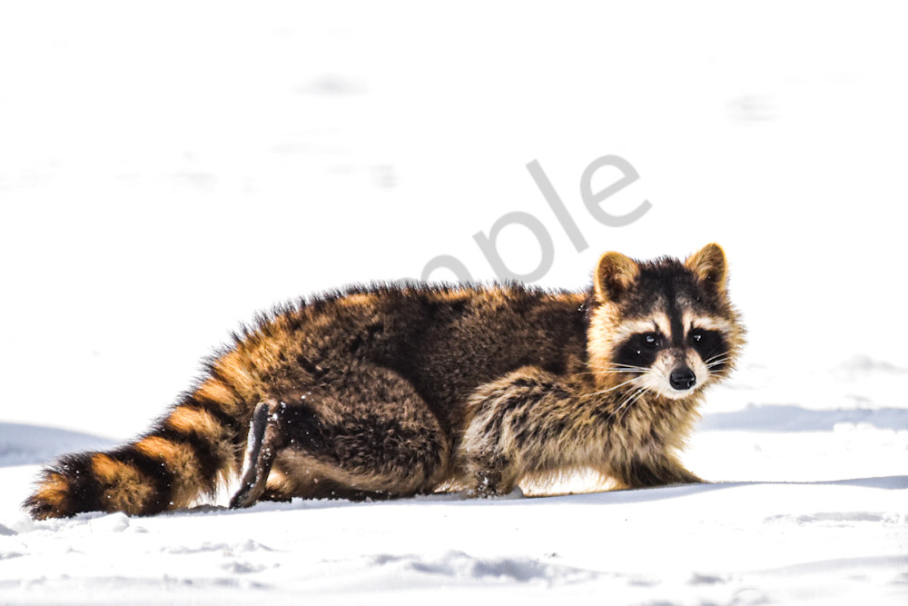 Country Roads 16.Jpg Photography Art | Photos By Regan