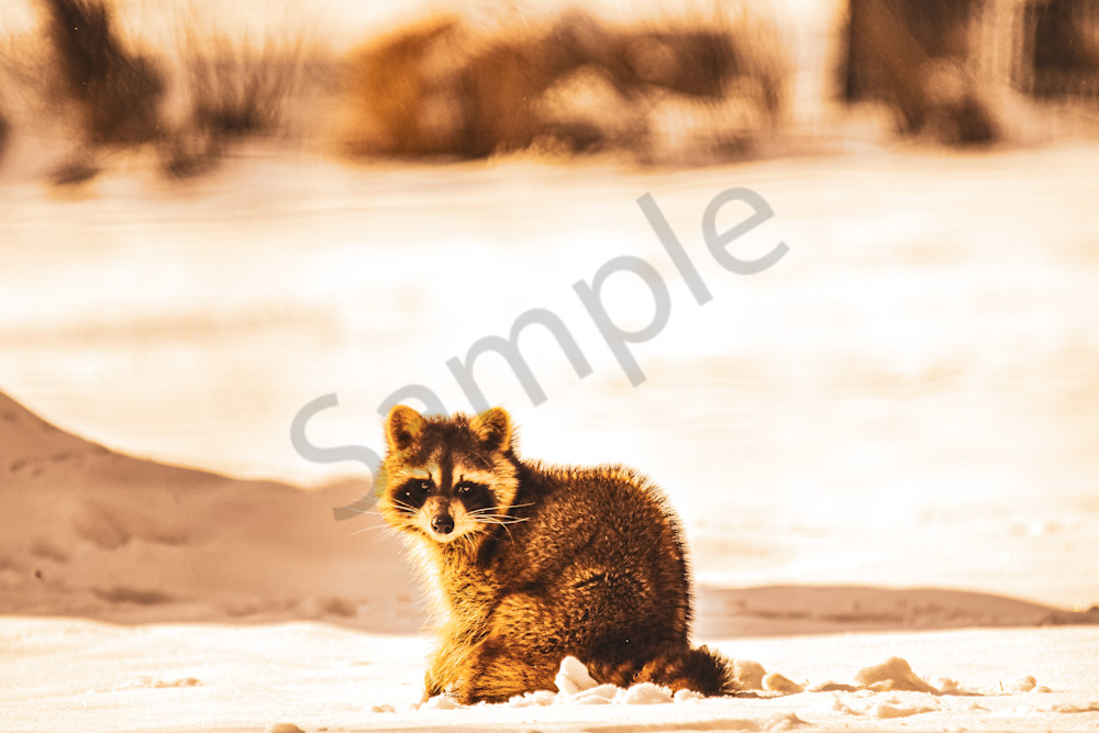 Country Roads 18.Jpg Photography Art | Photos By Regan