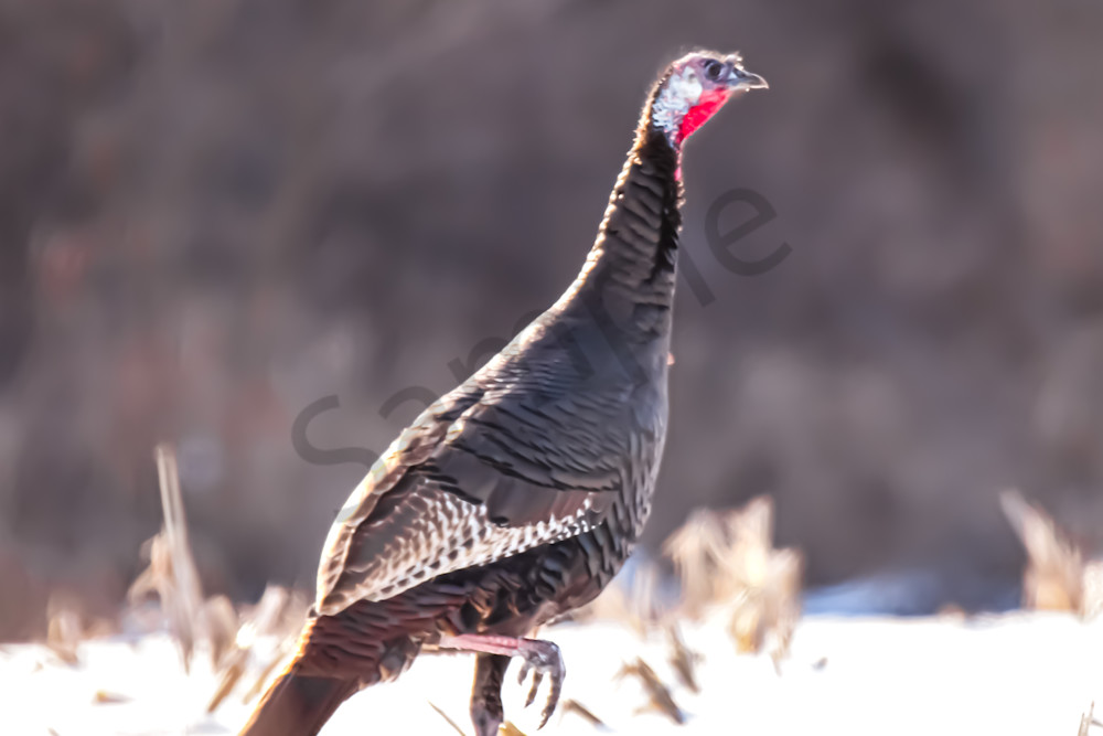 Variety 11.Jpg Photography Art | Photos By Regan