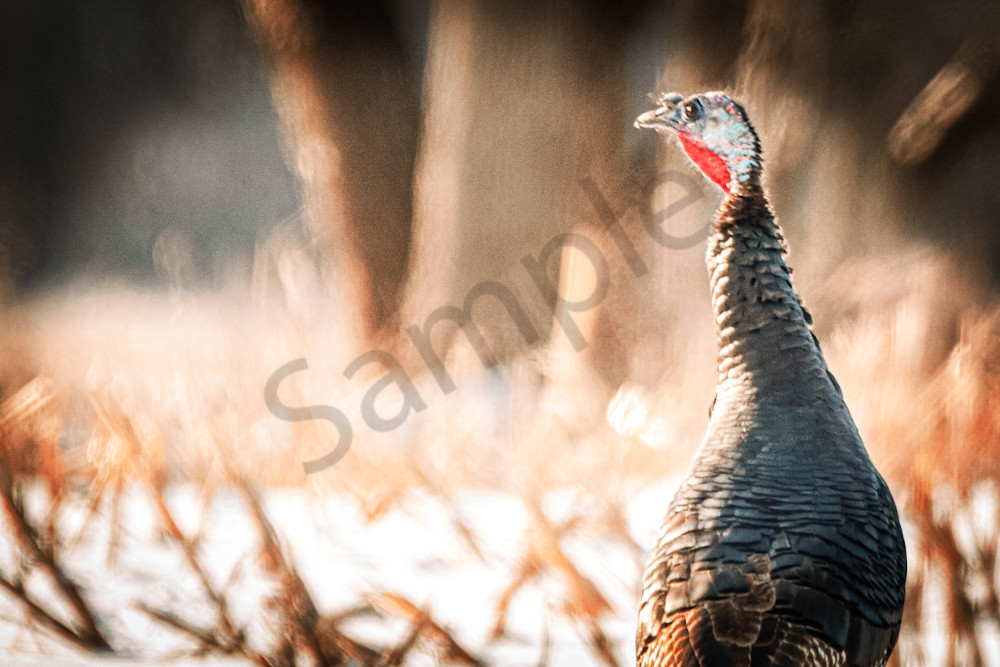 Variety 18.Jpg Photography Art | Photos By Regan