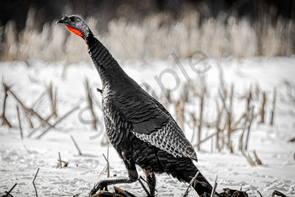 Variety 19.Jpg Photography Art | Photos By Regan