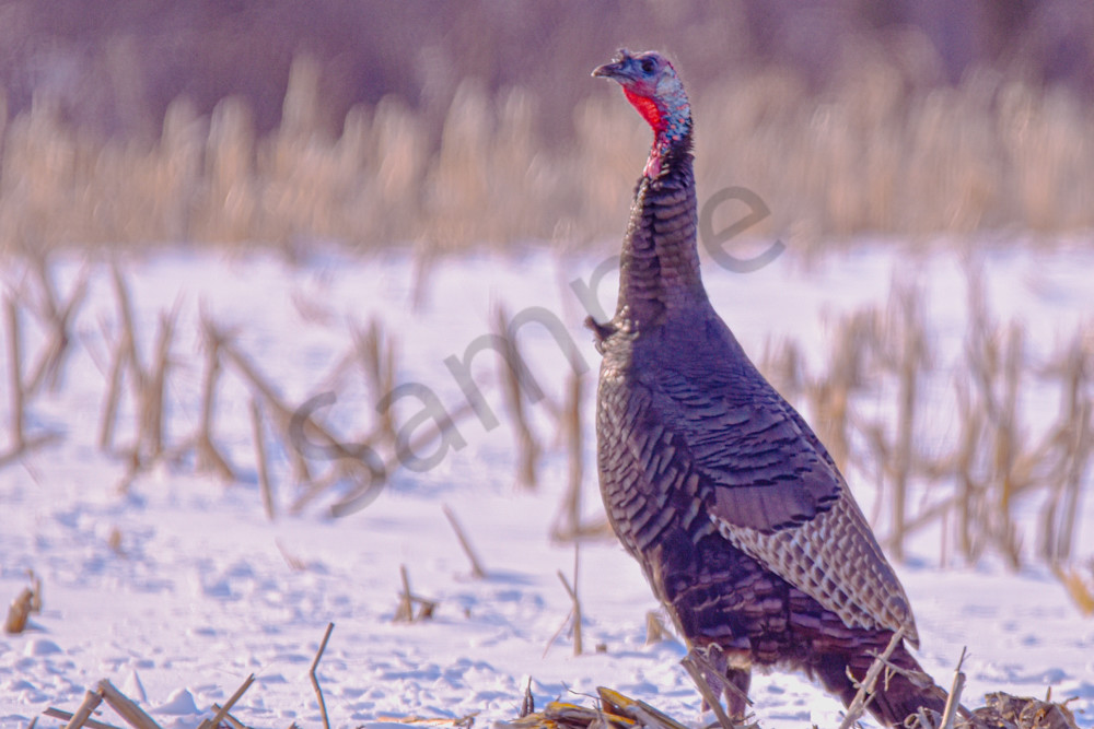 Variety 20.Jpg Photography Art | Photos By Regan