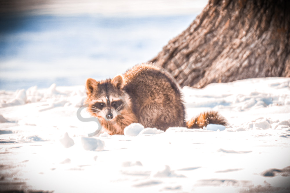 Variety 21.Jpg Photography Art | Photos By Regan